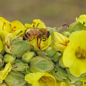 Пчелиная "плантация"